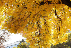 ősz, sárga levél, fa